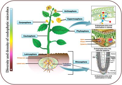 Deciphering the mechanisms, hormonal signaling, and potential applications of endophytic microbes to mediate stress tolerance in medicinal plants